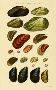 Índice Ilustrado de Conchas Britânicas de George Brettingham Sowerby
